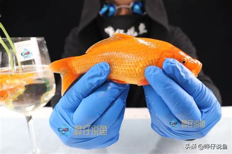 被養魚|常見的「養魚」行為有哪些？